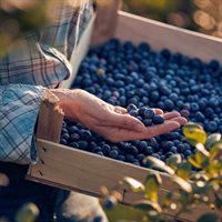 box_azienda-agricola